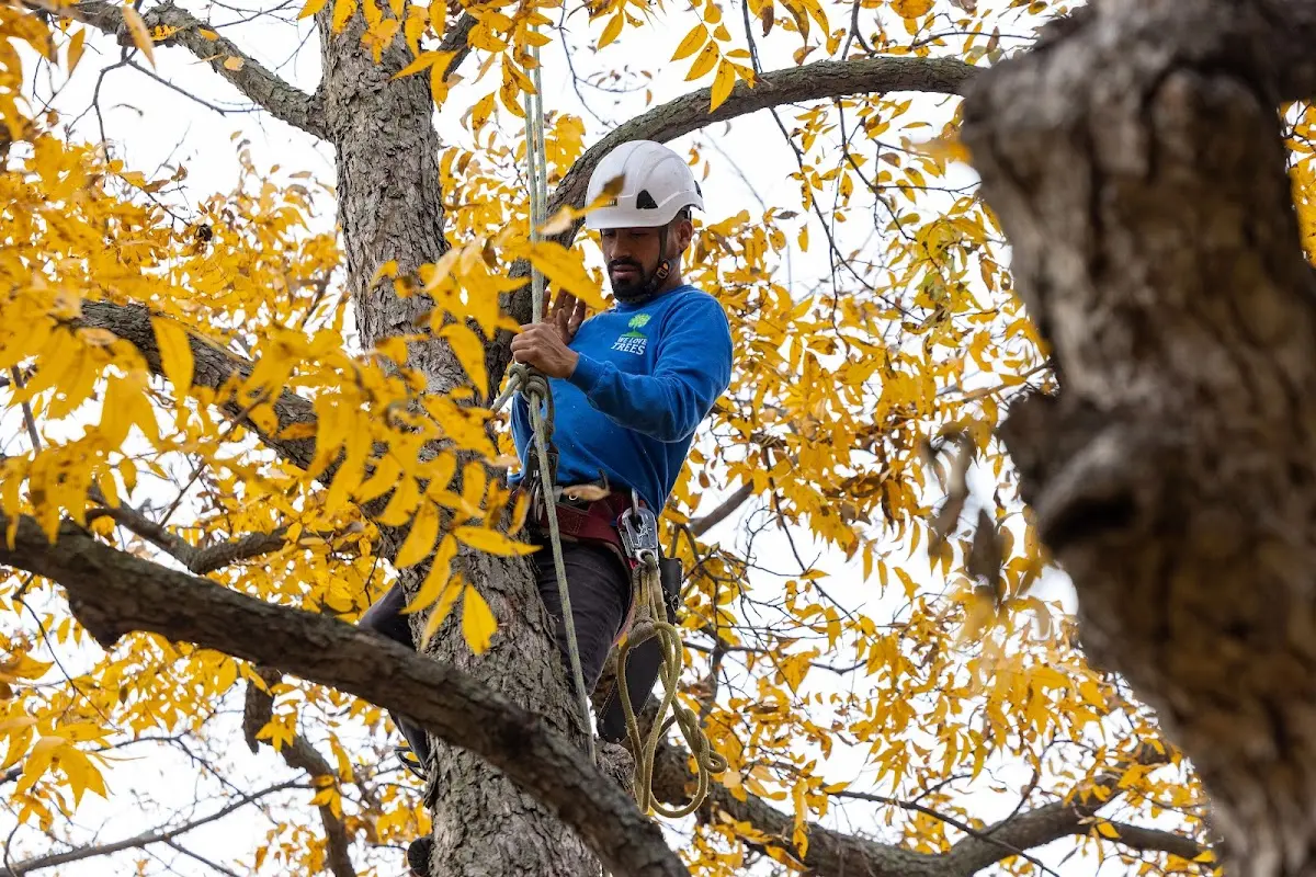 Skilled Tree Pruning crew working in Goetzville